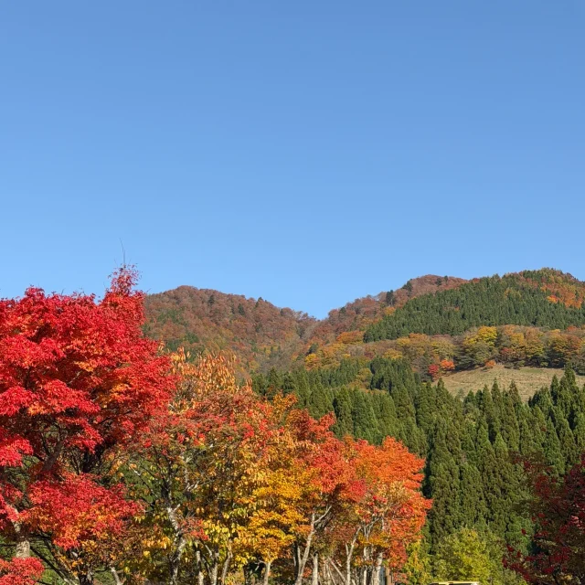 山採り 山もみじ 京都府亀岡市、鍬山神社の紅葉🍁🍂🍁 (2025.11.19 iPhone 撮影) 境内